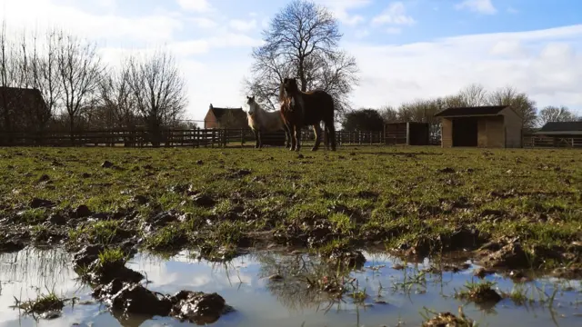 flood horses