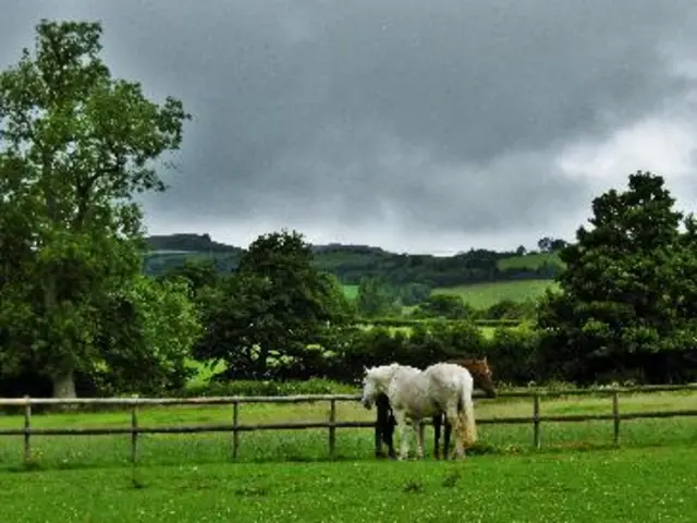 Grey clouds and horse