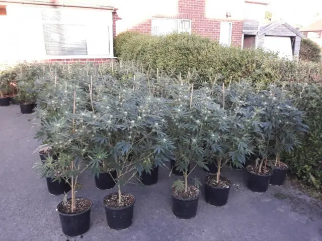 Cannabis plants