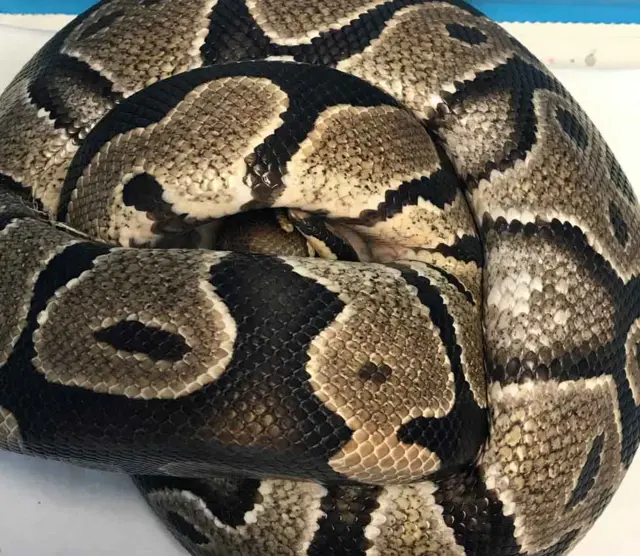 Python