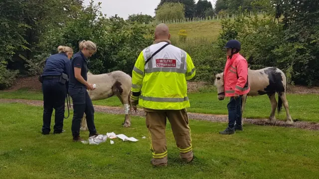 The horses after being rescued