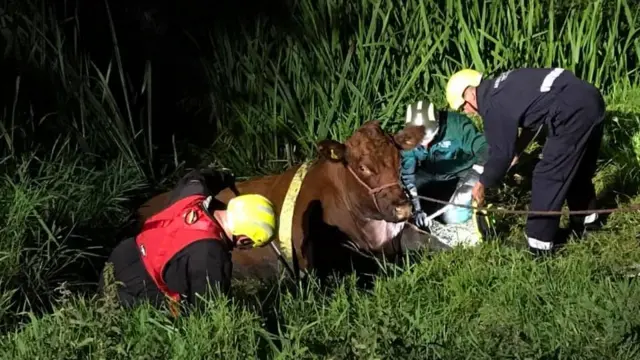 The cow being rescued