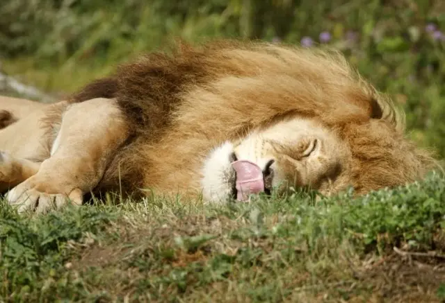 A lion asleep at Yorkshire Wildlife Park, Doncaster