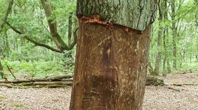 Bark removed from tree