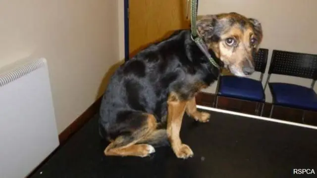 A sick dog recovered by the RSPCA in Shropshire.