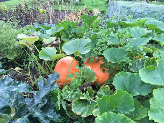 Large squash are being grown on this allotment plot