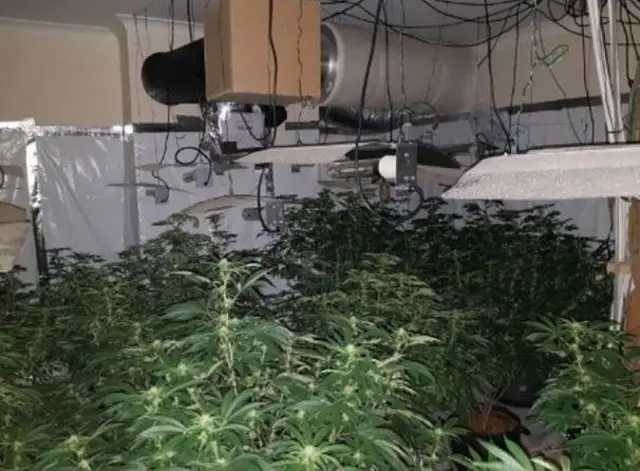 cannabis factory