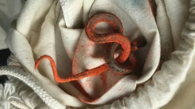 Snake covered in orange powder