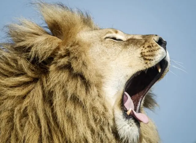 A lion yawns at Yorkshire Wildlife Park, Doncaster