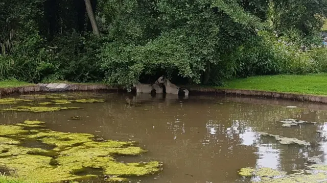 The horses in the pond