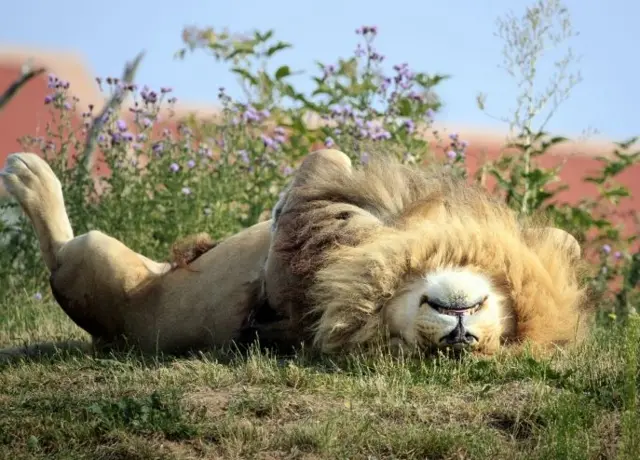 A lion relaxes at Yorkshire Wildlife Park, Doncaster