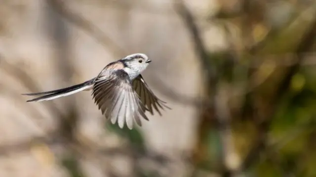 Long-tailed tis