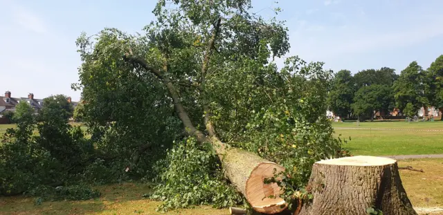 Fallen tree in Hinckley