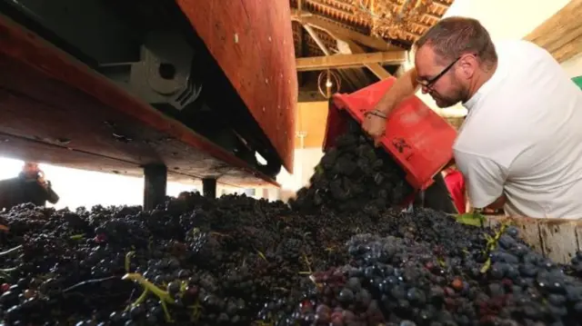 A champagne producer pours grapes at a vineyard in France