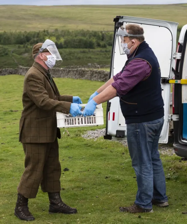 Game birds being handled by men in PPE