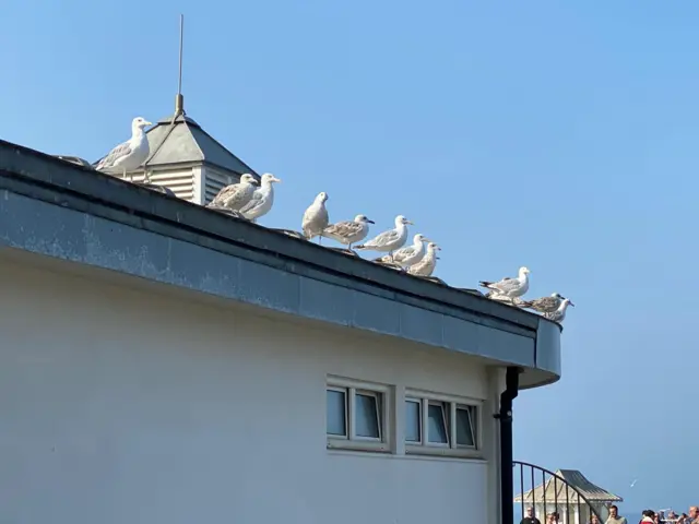 Gulls on a roof