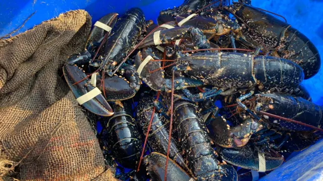 Lobster catch in Cromer