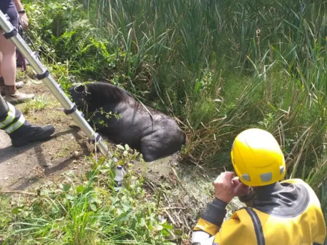 Horse in pond