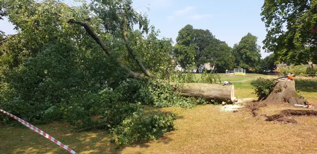 Fallen tree