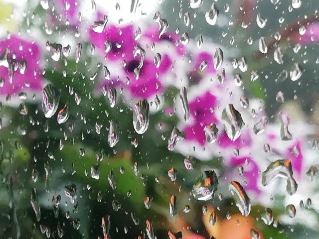 Flowers from a rainy window