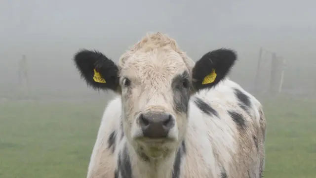 Cow