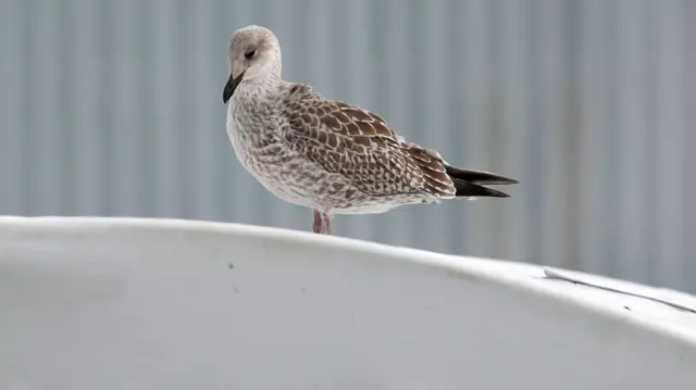 Seagull at Hove