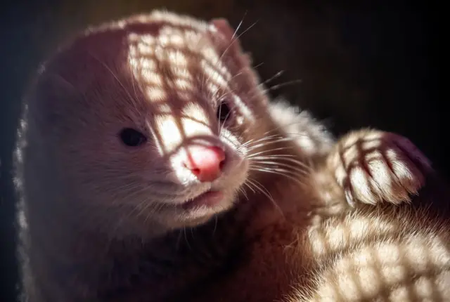 A mink is shown in Minsk