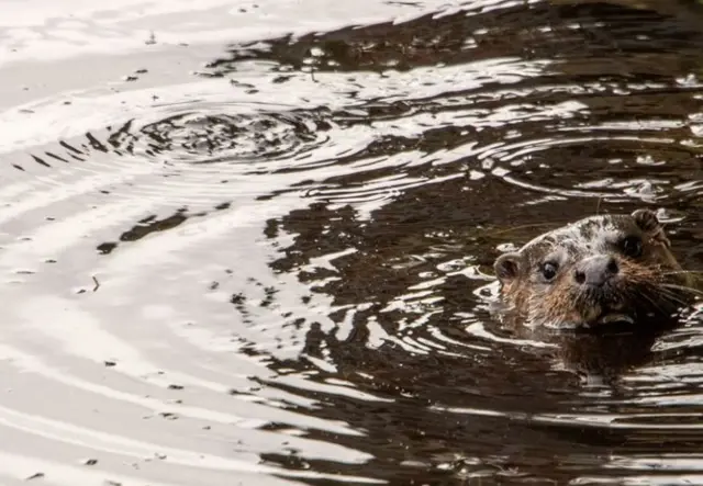 Otter in Ripon Canal