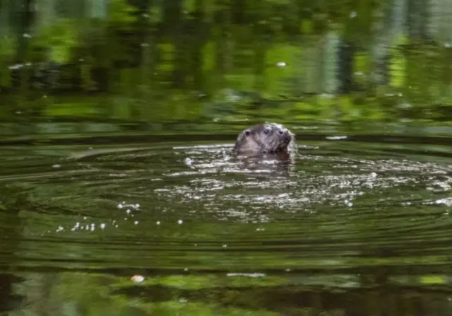 Otter in Ripon Canal