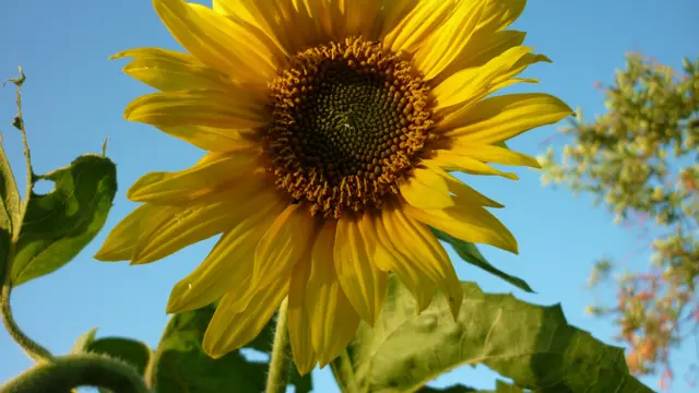 Sunflower image from BBC Weather Watcher LindafromBelper