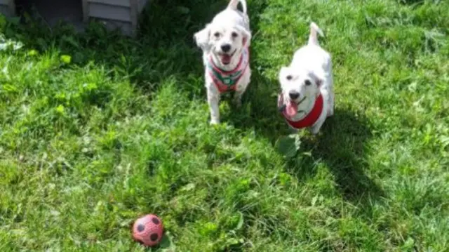 Benny (left) and Frankie (right).