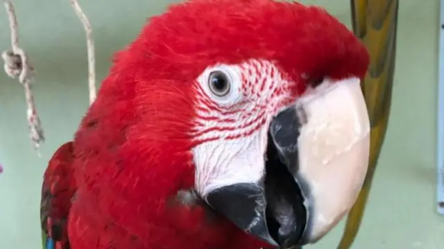 Parrot