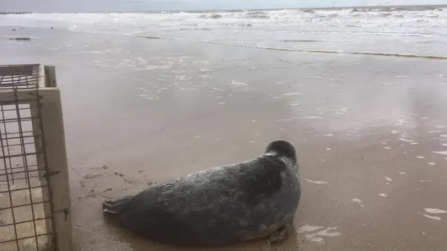 Seal looking out to sea