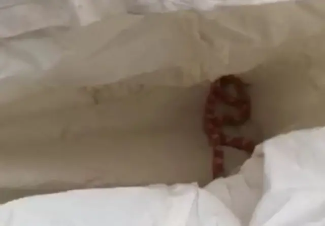 Corn snake between pillows