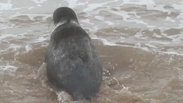 Seal swimming in the sea