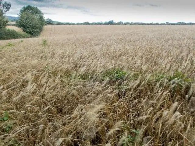 Stourbridge fields