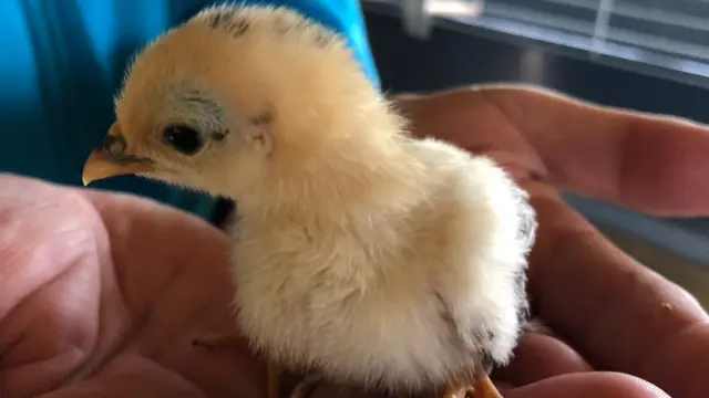 Chick