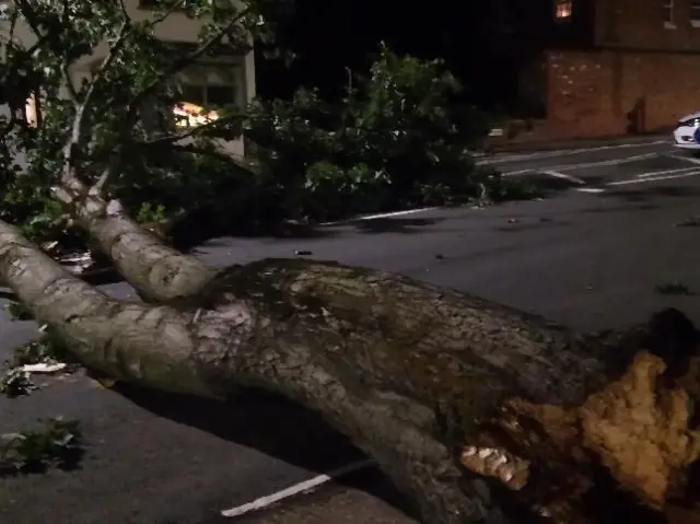 Tree down in Lillington