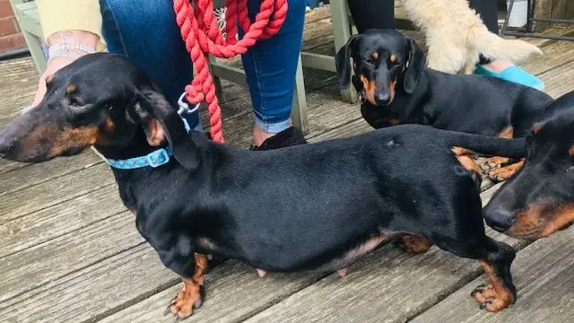 The dachshunds