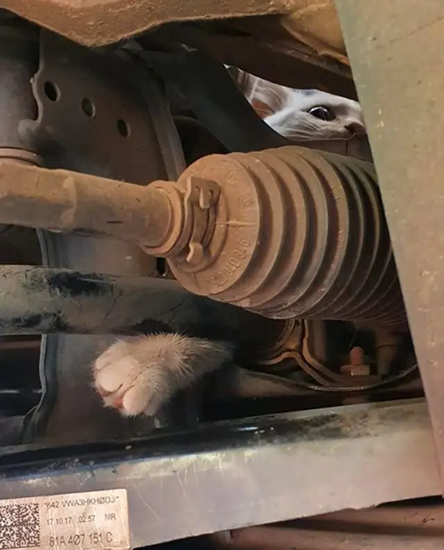 Cat stuck