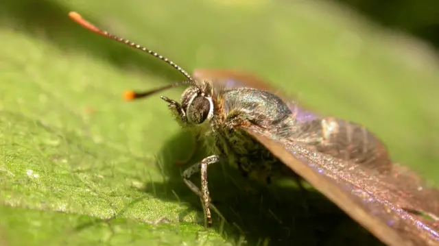 Purple hairstreak butterfly