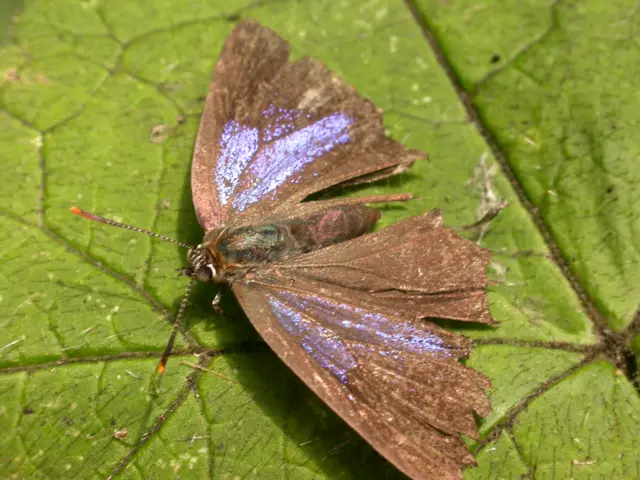 Purple hairstreak butterfly