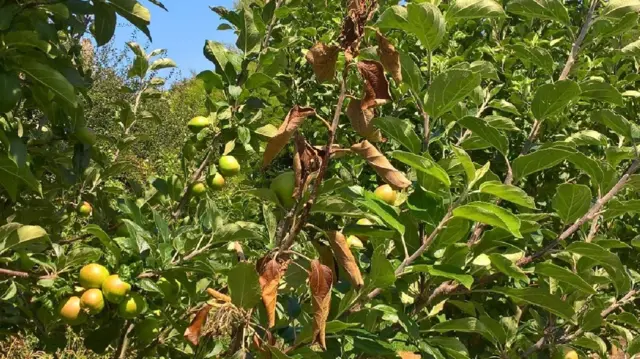 Fireblight in apple tree