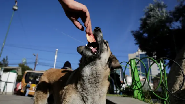 A volunteer gives food to a stray dog as part of campaign to feed, and encourage the adoption, of abandoned dogs  in La Paz, Bolivia