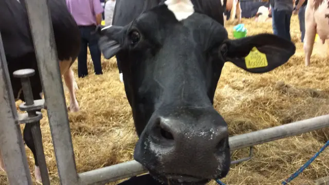 Cow