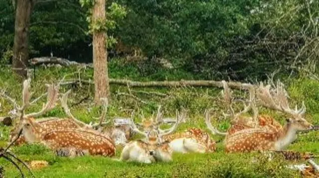 Deer at park