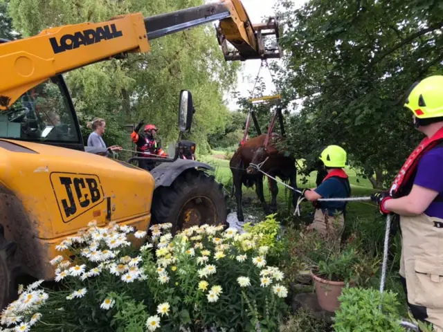 Cow stuck in Uppingham brook rescued using telehandler