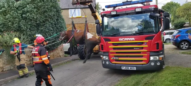 Cow stuck in Uppingham brook rescued using telehandler