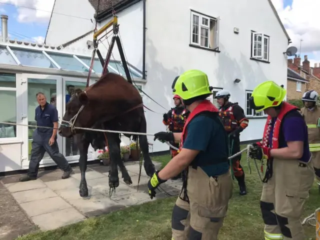 Cow stuck in Uppingham brook rescued using telehandler