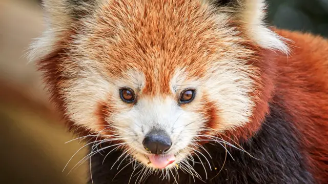 A red panda